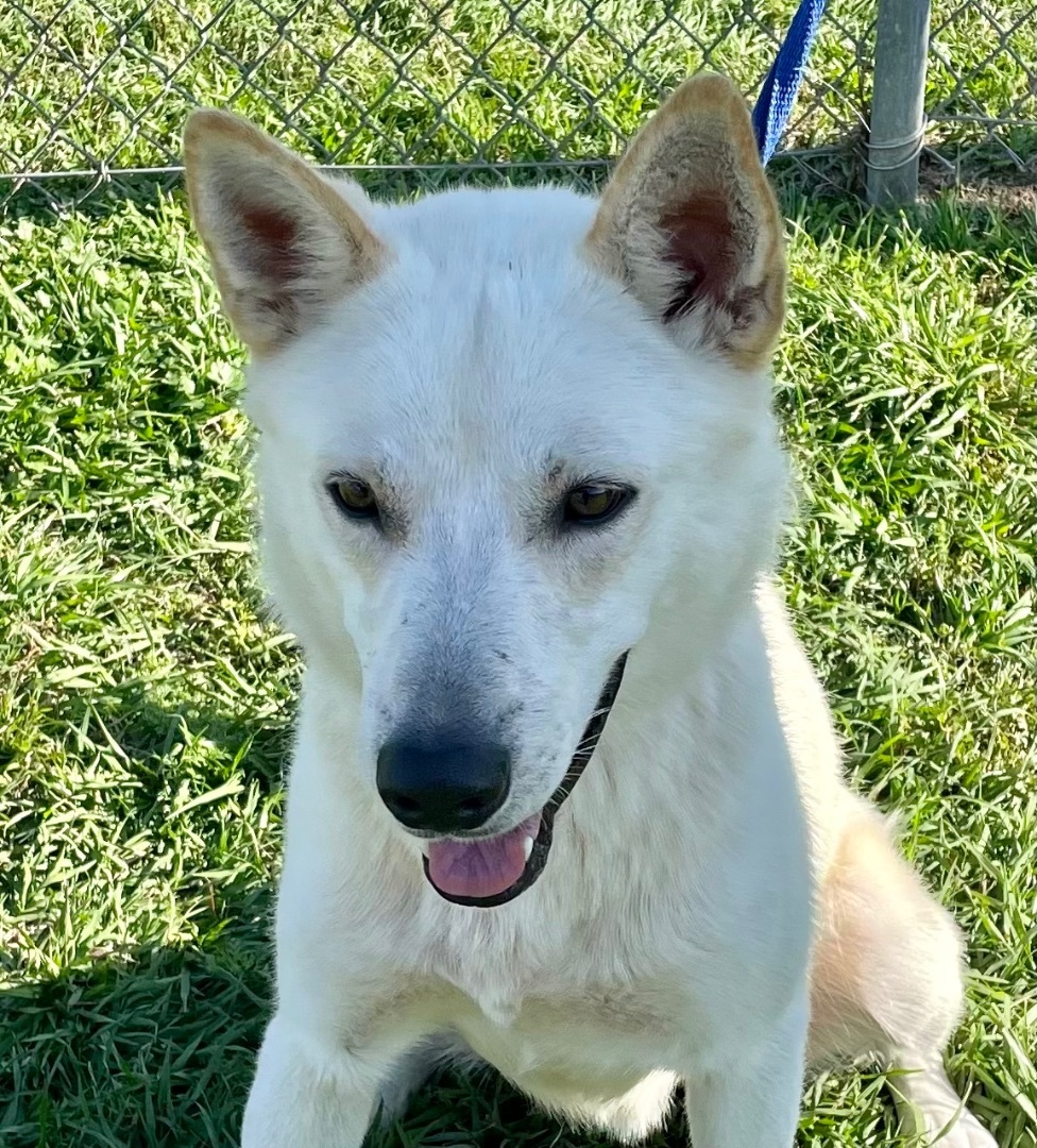 Bammel, a Adoptable mixed breed in Seattle, WA image 2/6