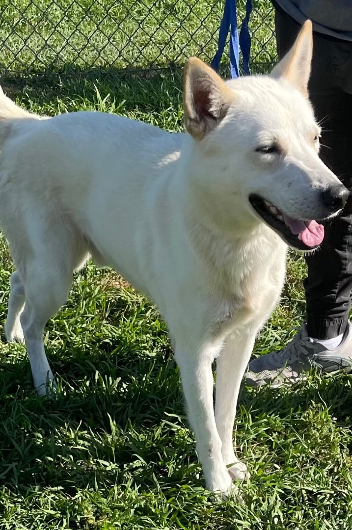 Bammel, a Adoptable mixed breed in Seattle, WA image 3/6