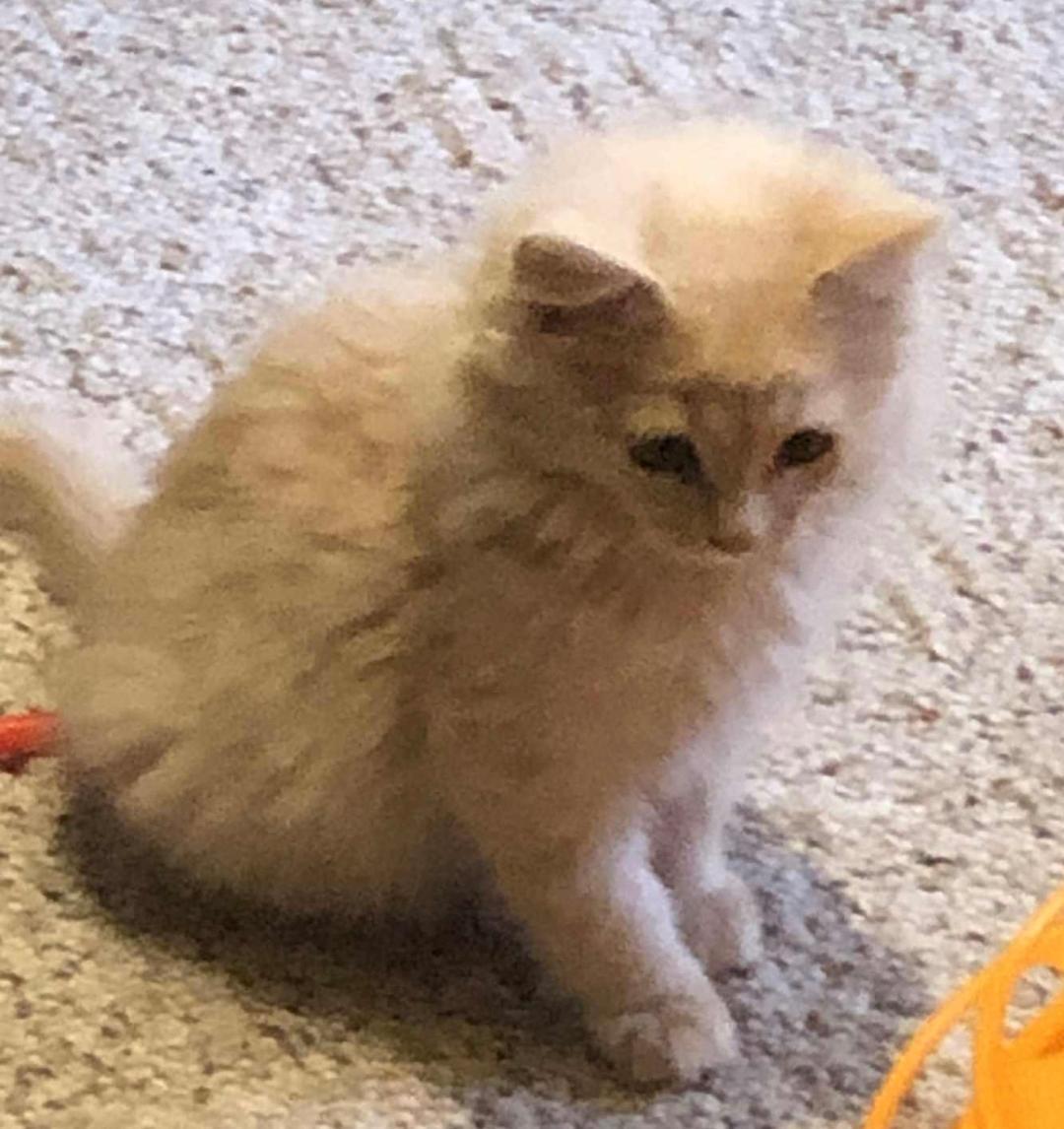 Enlarge ASPEN, a Adoptable Domestic Long Hair in Gresham, WI image 1/1