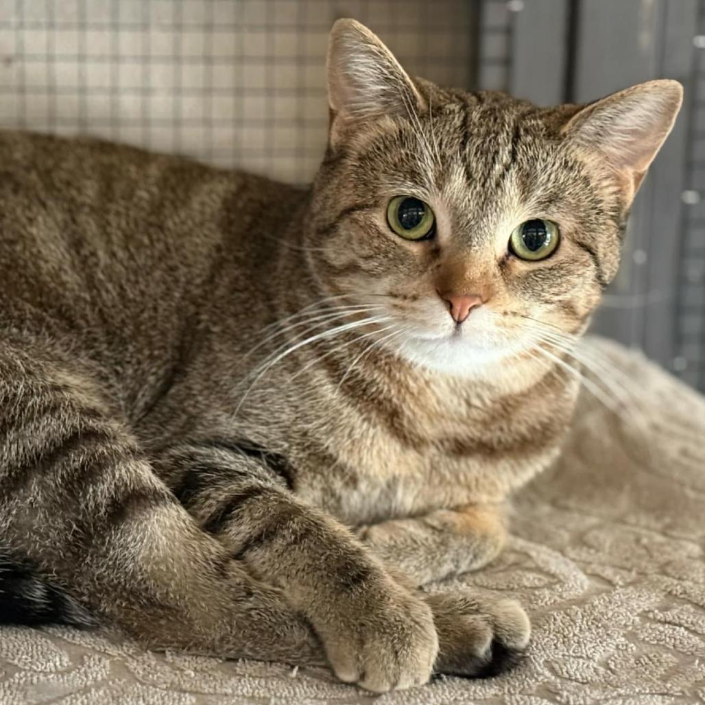 Ariel, Adoptable, Young Female Domestic Short Hair.