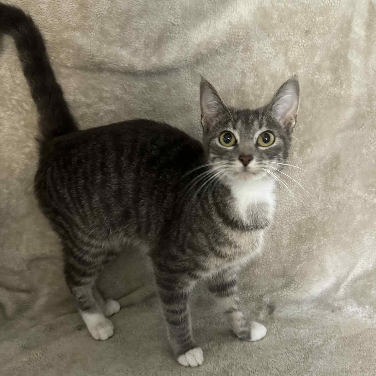 Sherbet, Adult Female Domestic Short Hair
