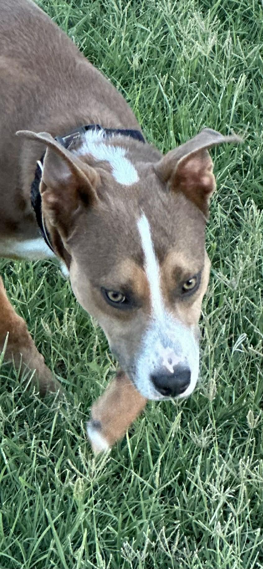 Enlarge Duke, a ADOPTABLE mixed breed in Mesa, AZ image 3/5