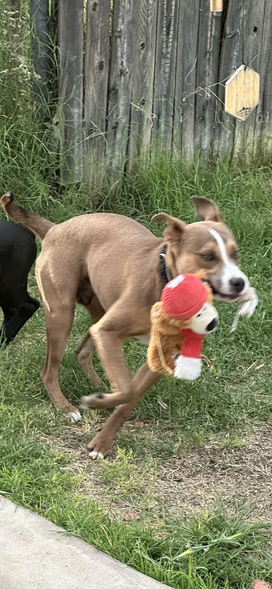 Enlarge Duke, a ADOPTABLE mixed breed in Mesa, AZ image 5/5