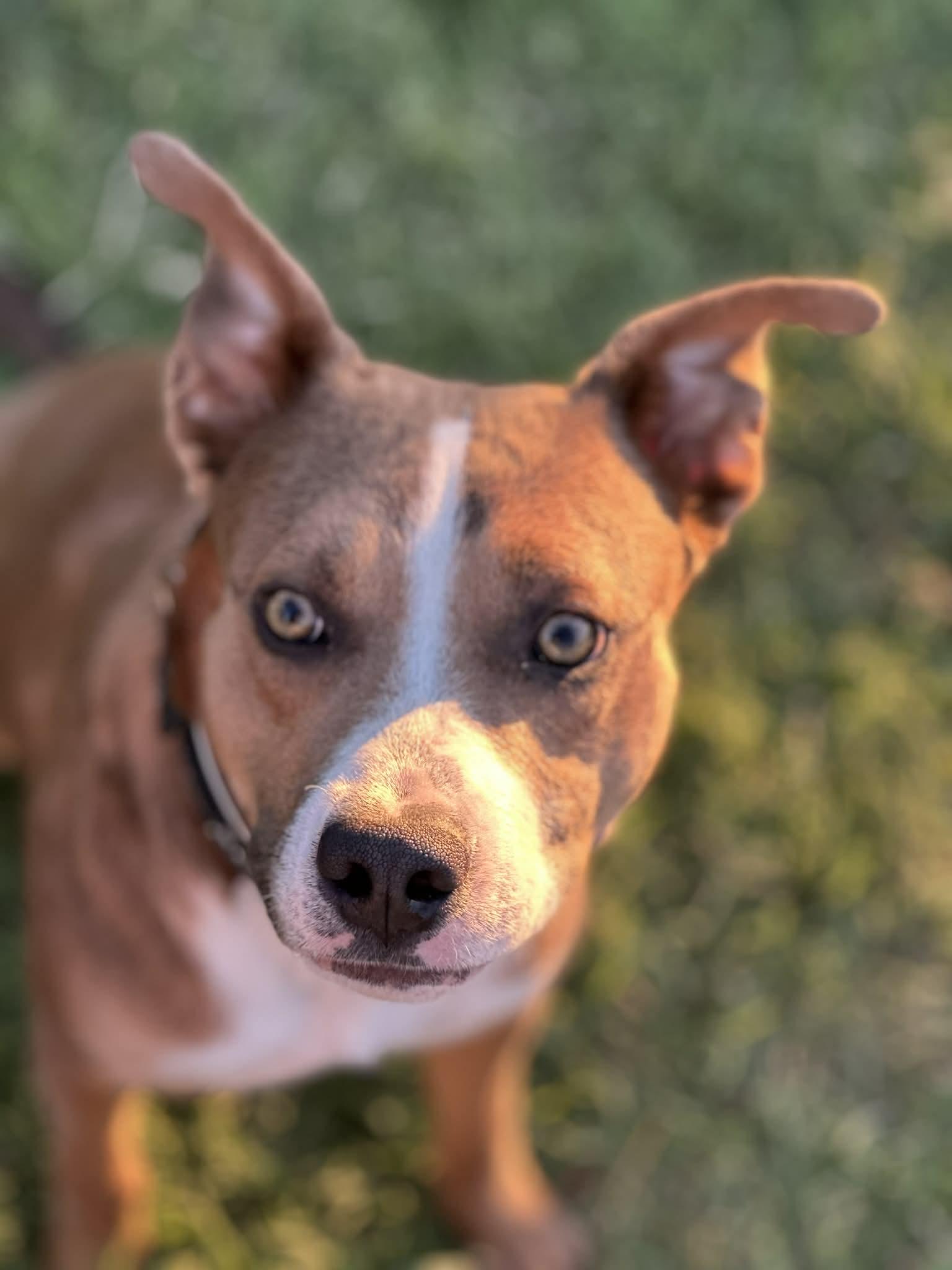 Enlarge Duke, a ADOPTABLE mixed breed in Mesa, AZ image 1/5