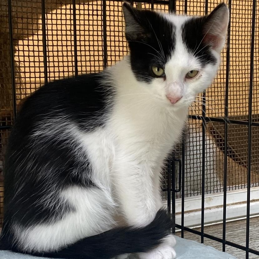 Gasket, Adoptable, Young Male Domestic Short Hair.