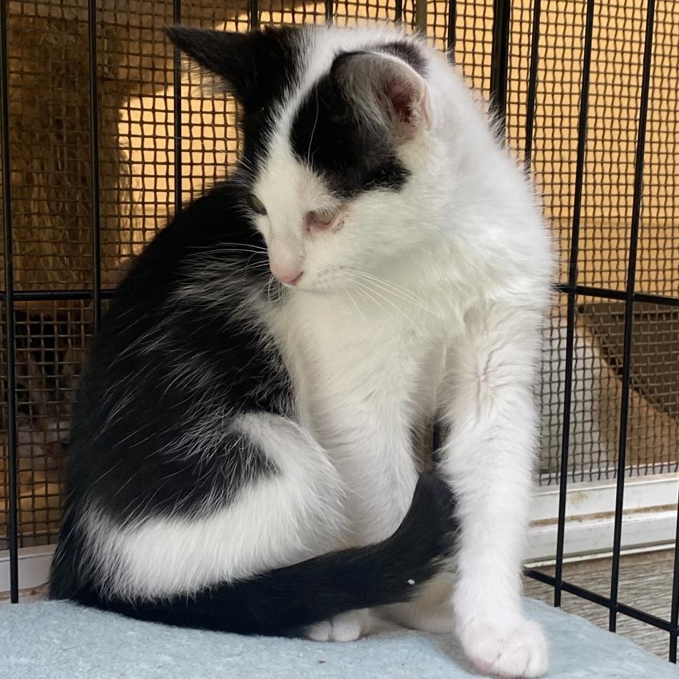 Enlarge Gasket, a Adoptable mixed breed in Stanwood, WA image 3/3