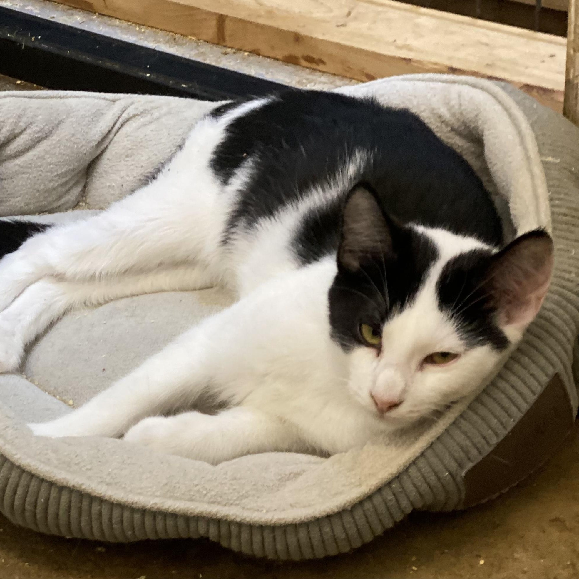 Enlarge Gasket, a Adoptable mixed breed in Stanwood, WA image 2/3