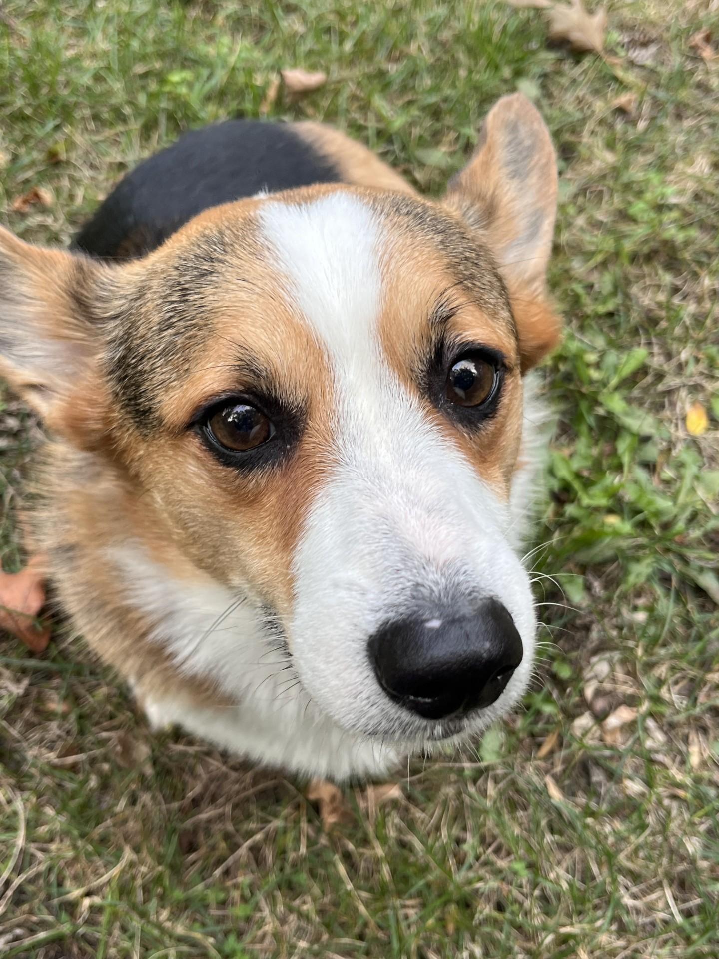 Enlarge Maximus-I26043, a Adoptable Pembroke Welsh Corgi in Anoka, MN image 2/3