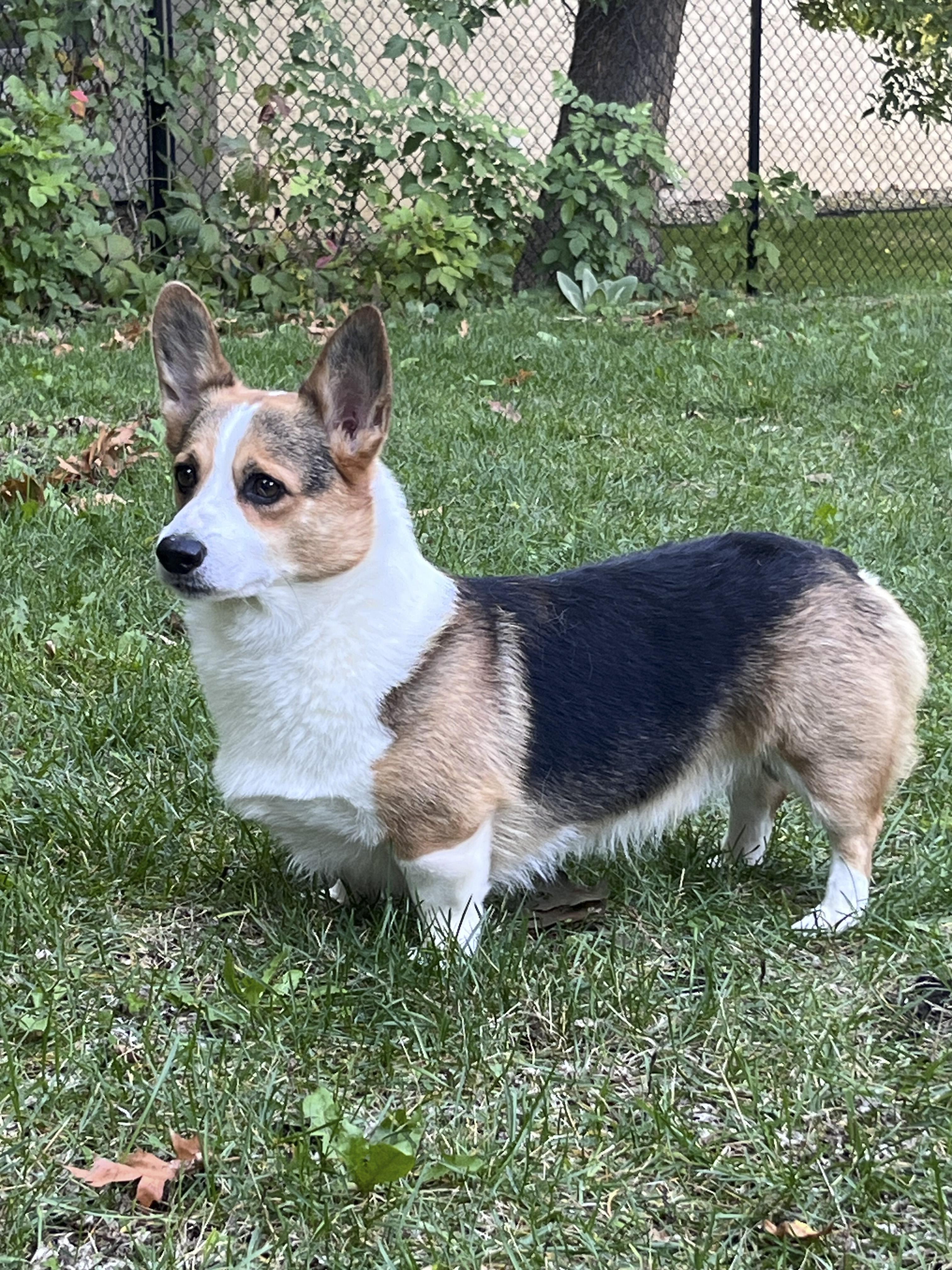 Enlarge Maximus-I26043, a Adoptable Pembroke Welsh Corgi in Anoka, MN image 3/3