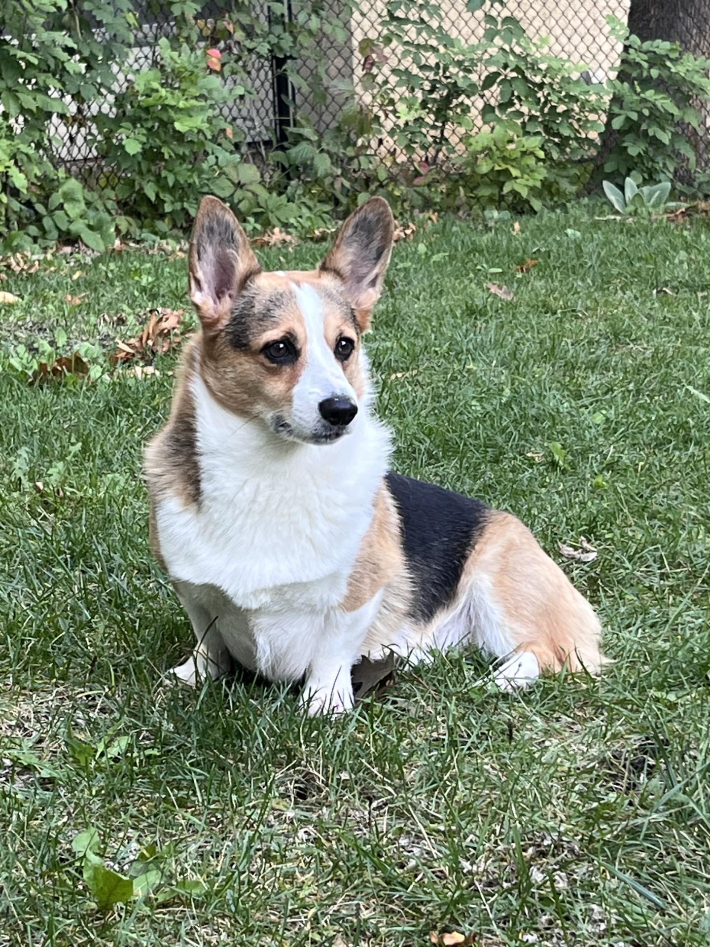 Maximus, a Pembroke Welsh Corgi