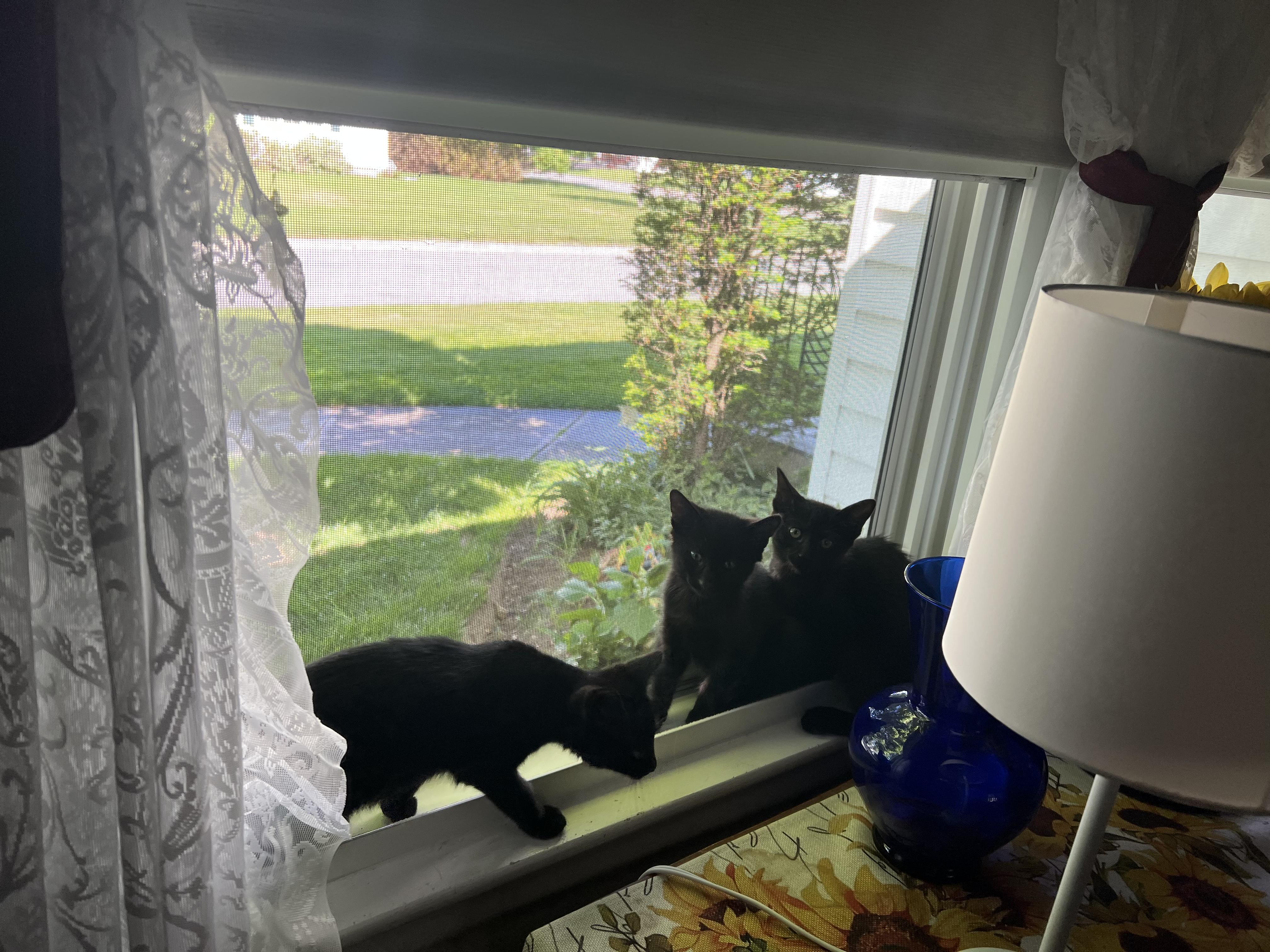 Enlarge Nior, an adopted Domestic Short Hair in Riverside, RI image 2/2