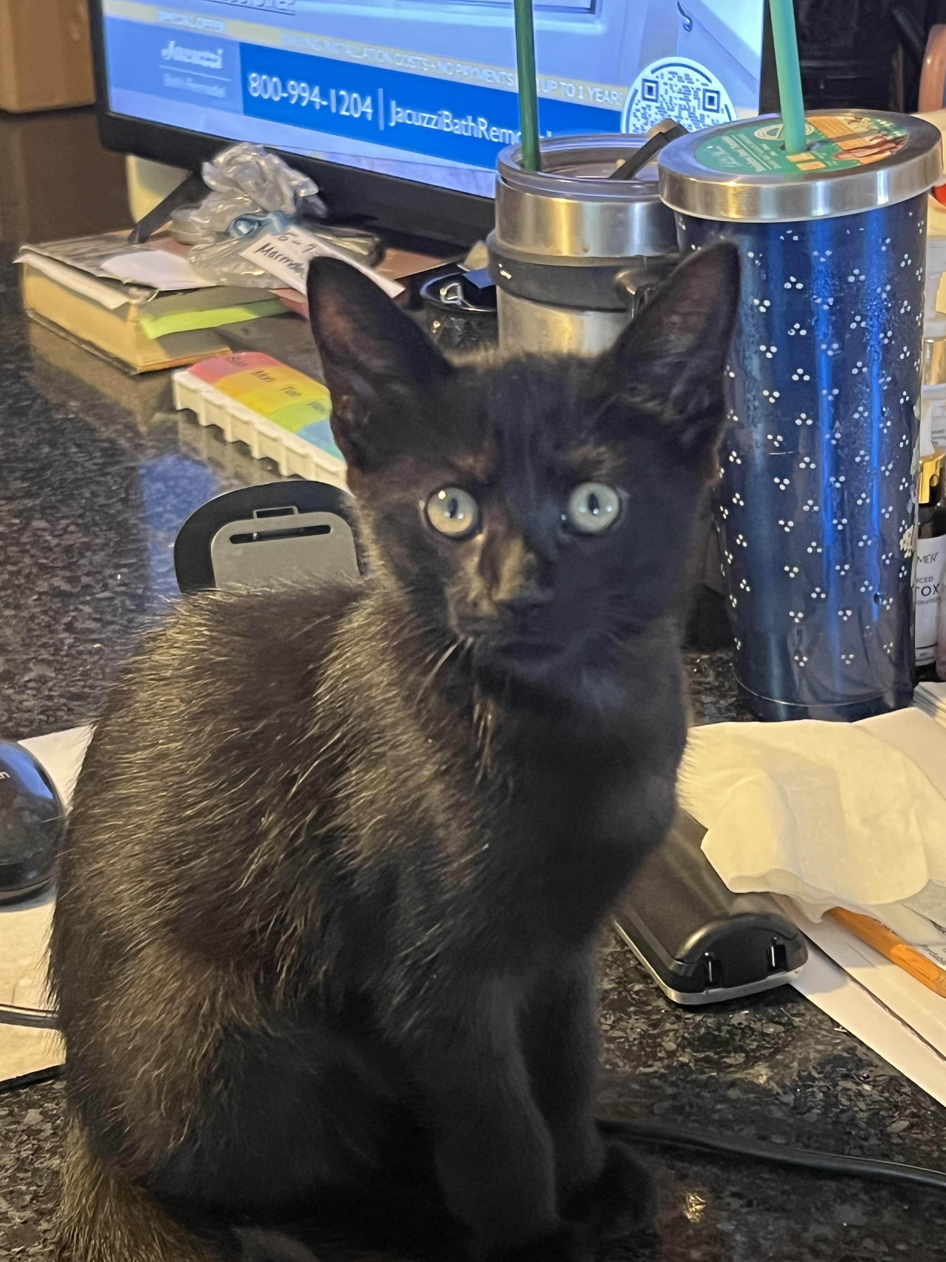 Enlarge Nior, an adopted Domestic Short Hair in Riverside, RI image 1/2