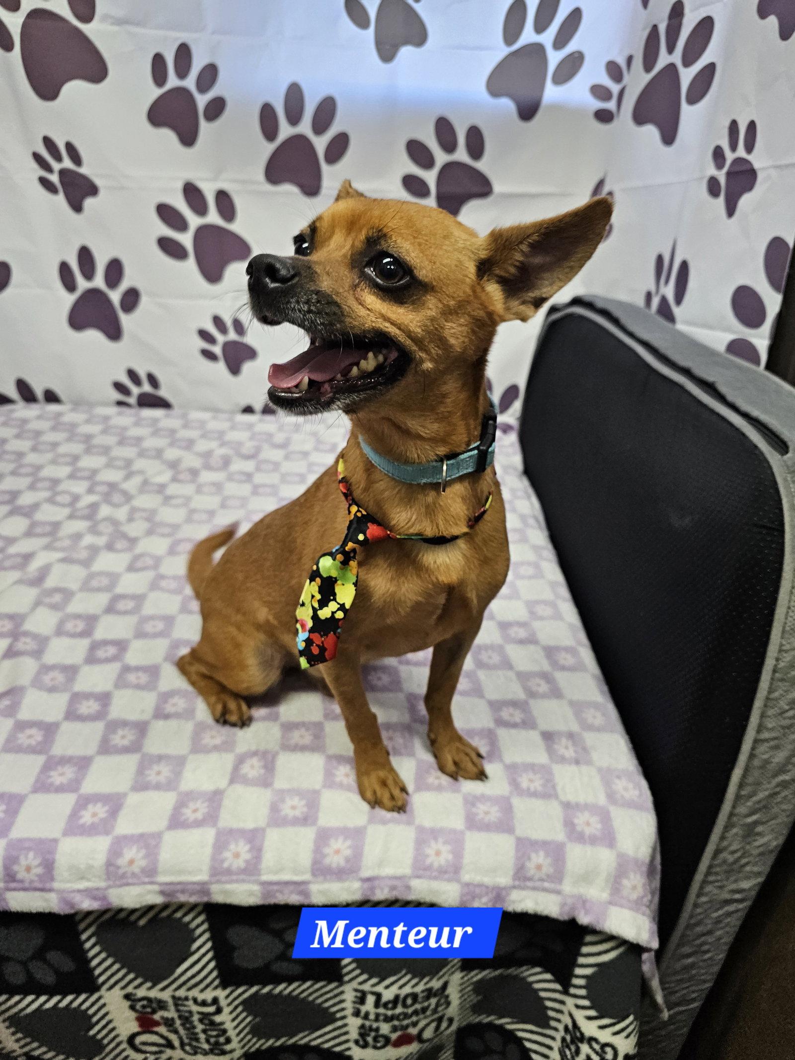 Menteur, Adoptable, Adult Male Chihuahua.