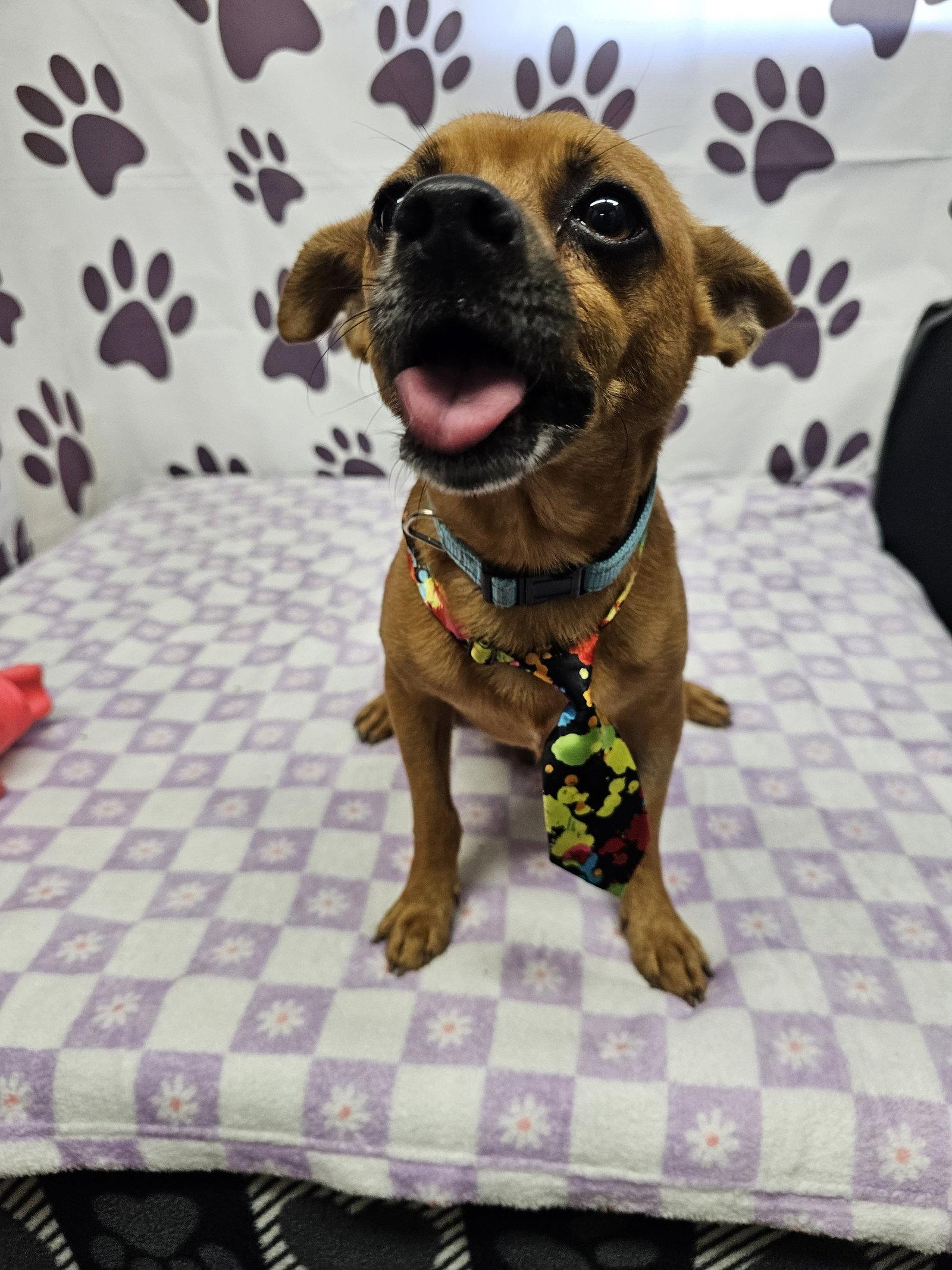 Enlarge Menteur, a Adoptable Chihuahua in Metairie, LA image 2/2