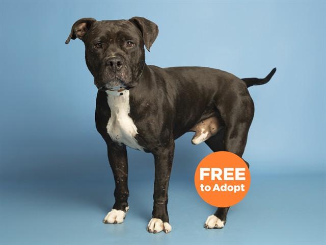 Enlarge TANK, a Adoptable Pit Bull Terrier in Phoenix, AZ image 1/1