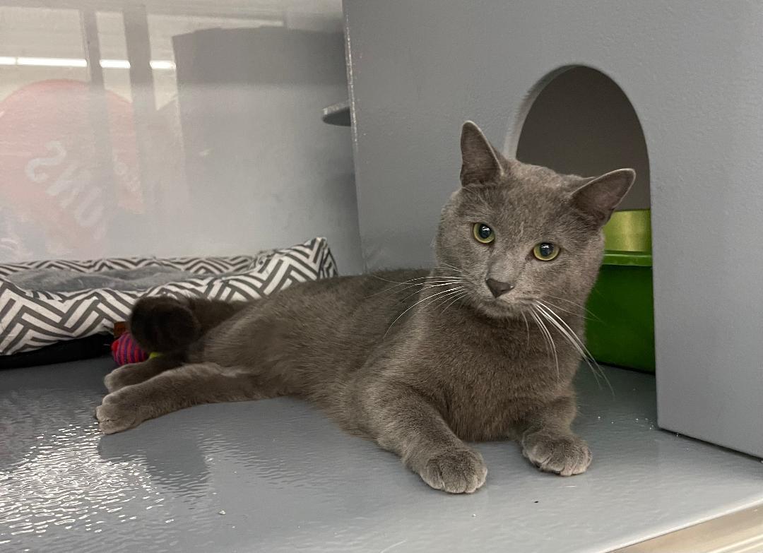Cirus, adopted, Young Male Domestic Short Hair.