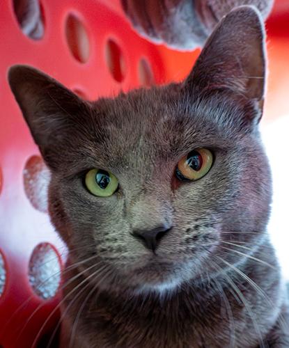 Poliwag, adopted, Adult Female Domestic Short Hair.