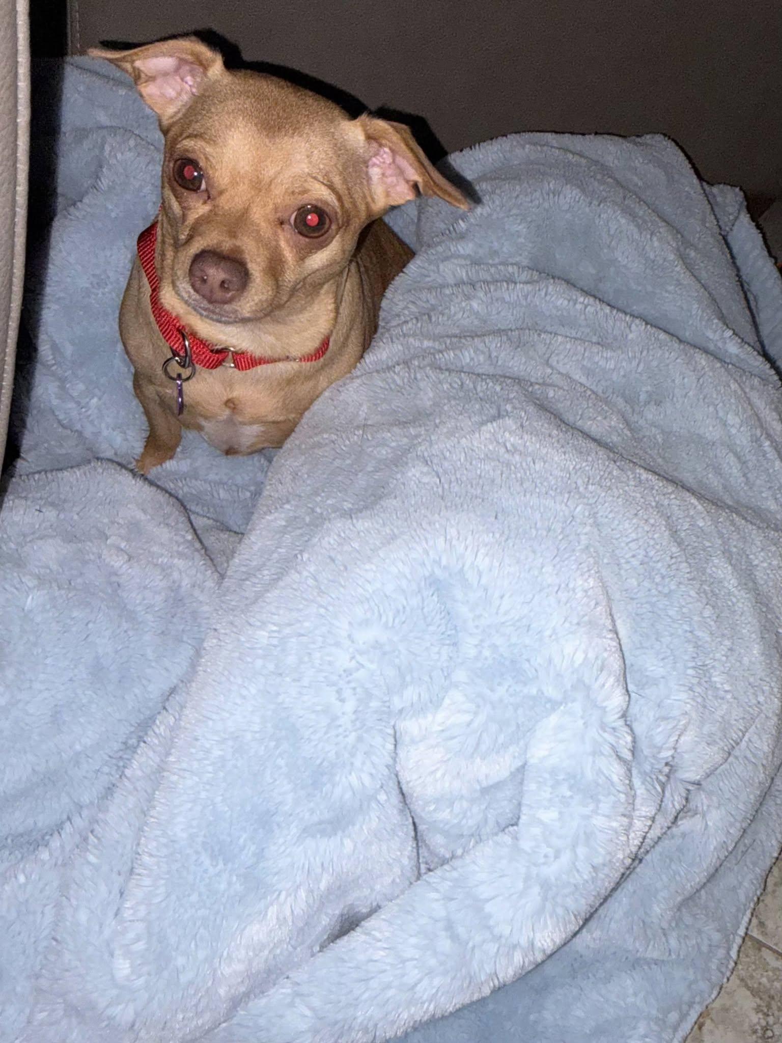 Enlarge Bonnie and Clyde, a Adoptable mixed breed in Fairview Park, OH image 2/3