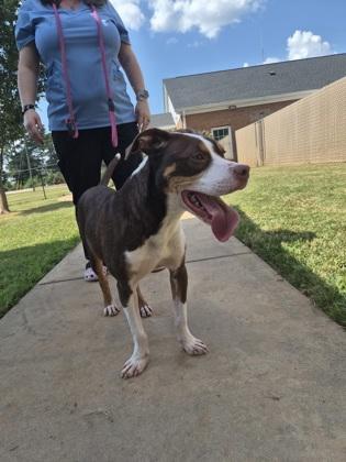 Enlarge Cory, a Adoptable mixed breed in LaGrange, GA image 1/3