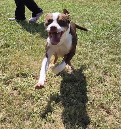 Enlarge Cory, a Adoptable mixed breed in LaGrange, GA image 2/3