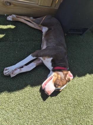 Enlarge Cory, a Adoptable mixed breed in LaGrange, GA image 3/3