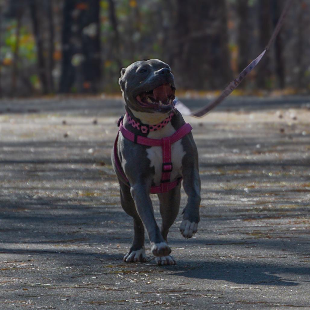 Cora (I Have a Secret Crush!), a Adoptable mixed breed in Decatur, GA image 1/6
