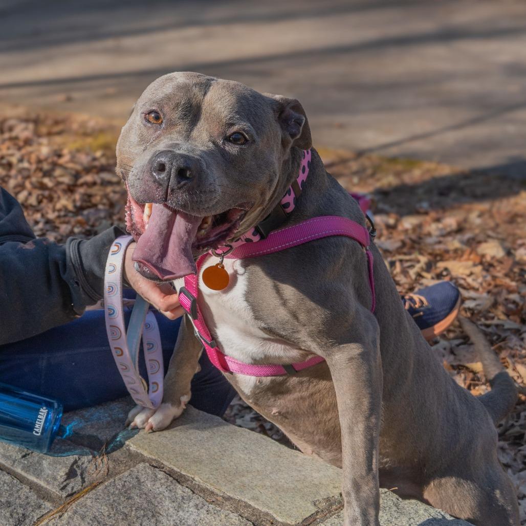 Cora (I Have a Secret Crush!), a Adoptable mixed breed in Decatur, GA image 3/6