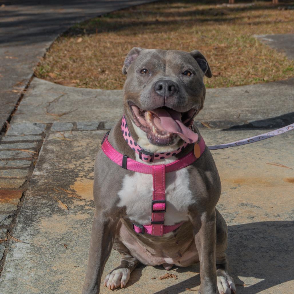 Cora (I Have a Secret Crush!), a Adoptable mixed breed in Decatur, GA image 4/6