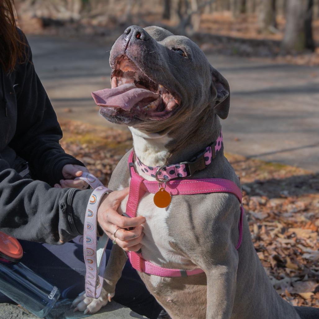 Cora (I Have a Secret Crush!), a Adoptable mixed breed in Decatur, GA image 5/6