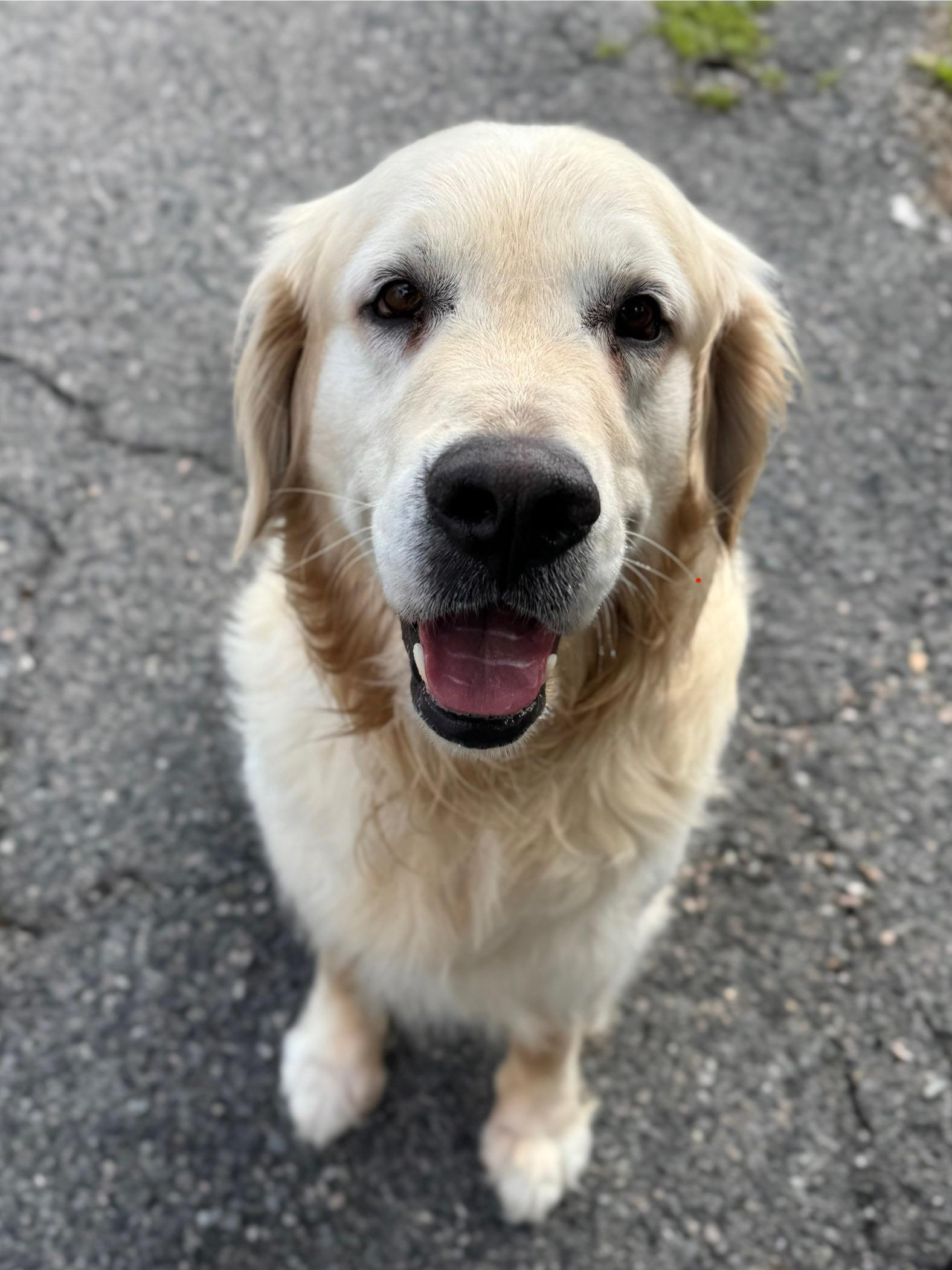 Sam photo 1