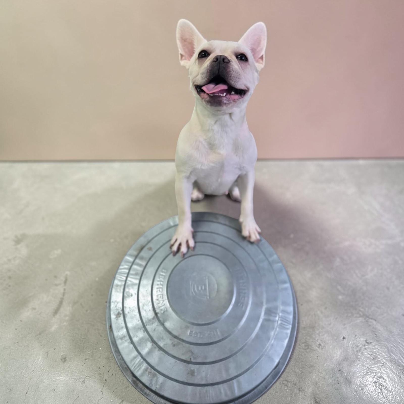 Enlarge Nala, a ADOPTABLE French Bulldog in Homosassa Springs, FL image 2/5