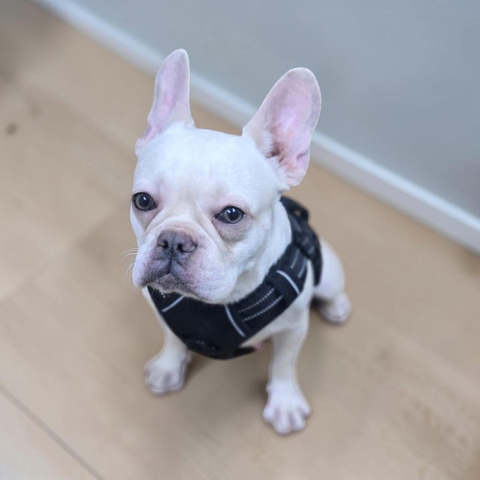 Enlarge Nala, a ADOPTABLE French Bulldog in Homosassa Springs, FL image 5/5