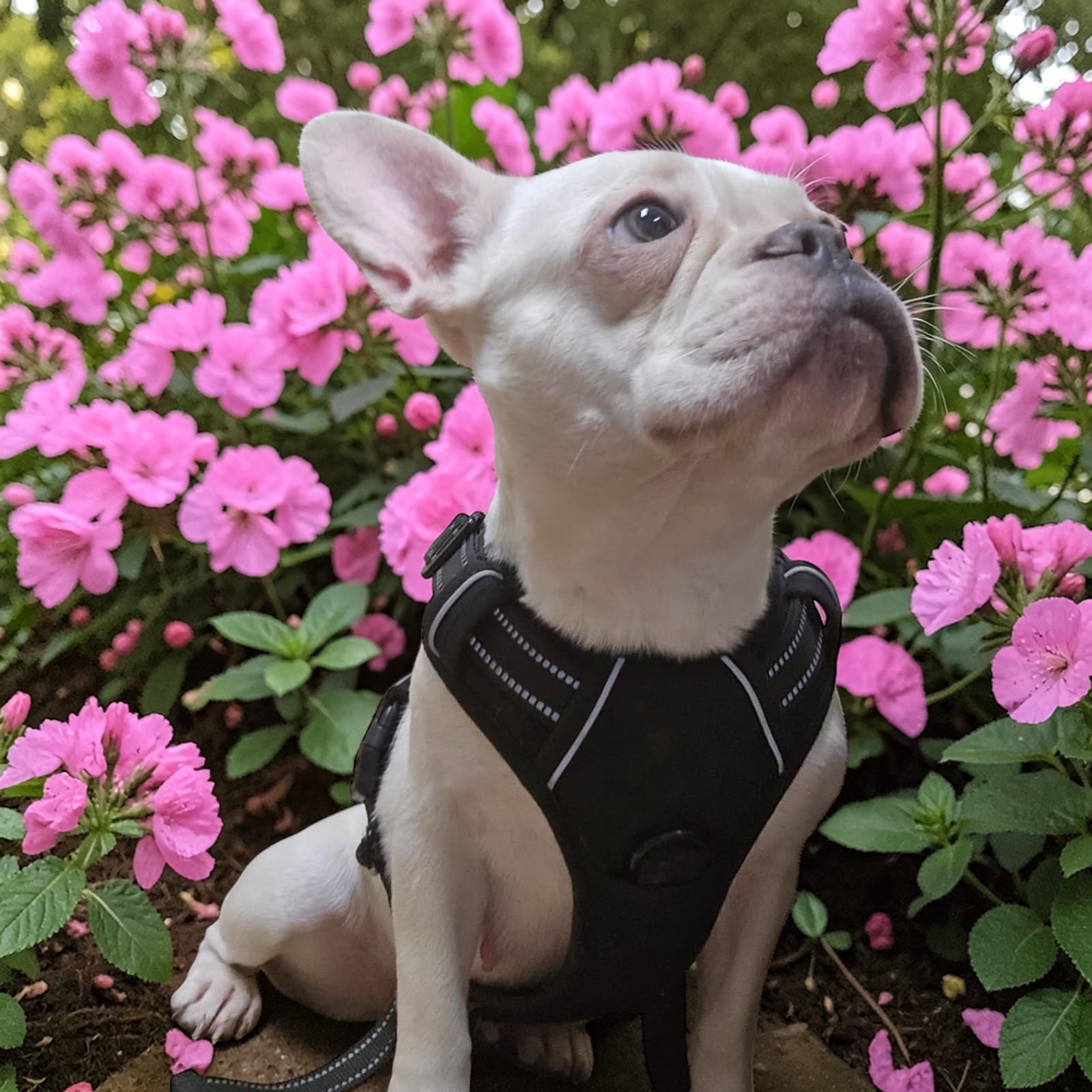 Enlarge Nala, a ADOPTABLE French Bulldog in Homosassa Springs, FL image 4/5