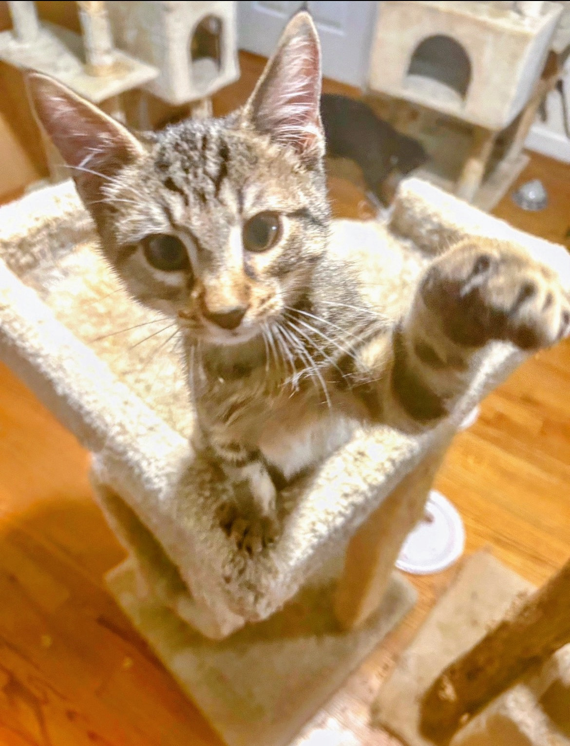 Enlarge RAVEN, MERLIN AND MURPHY, a Adopted mixed breed in Atlanta, GA image 1/6