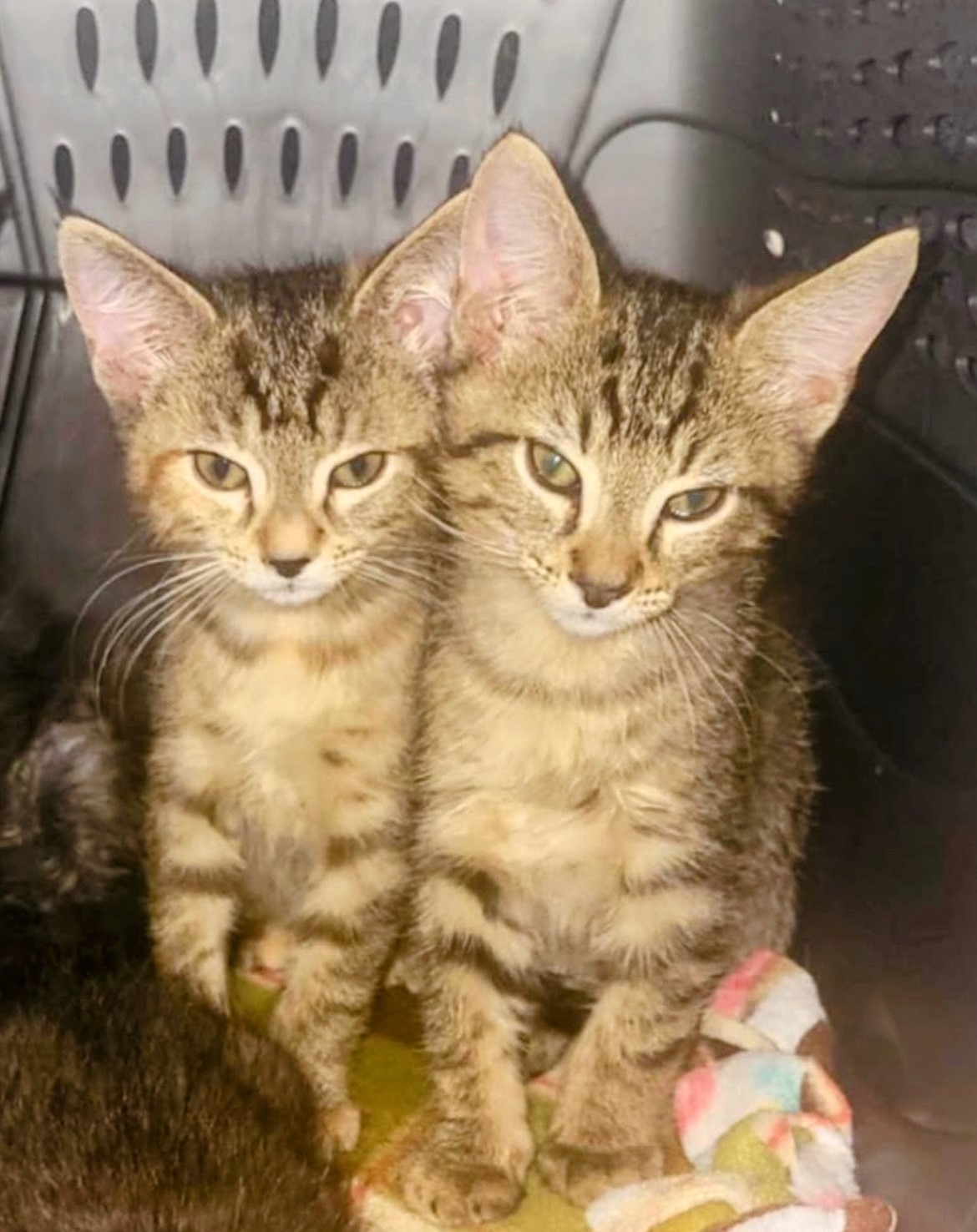 Enlarge RAVEN, MERLIN AND MURPHY, a Adopted mixed breed in Atlanta, GA image 2/6