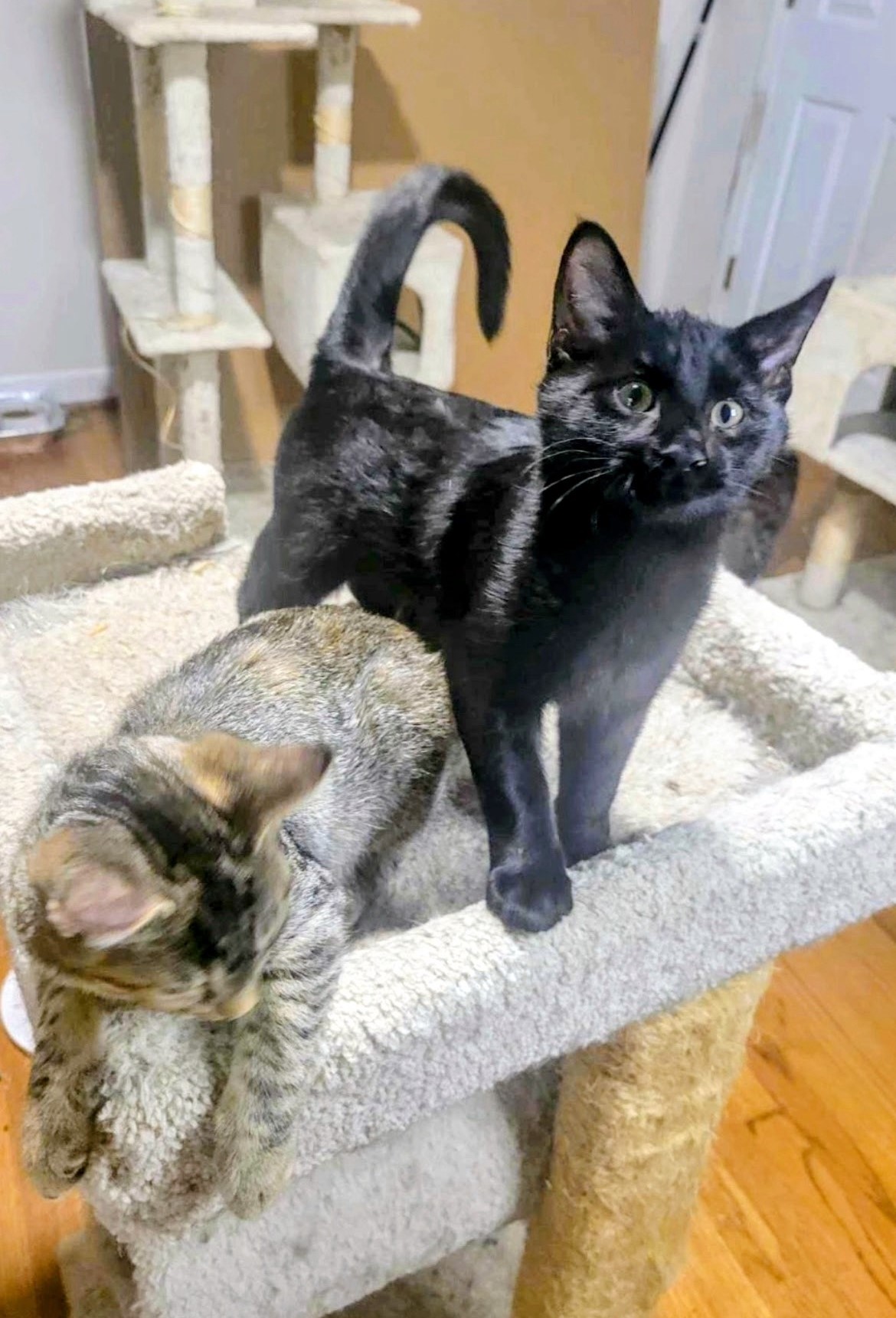 Enlarge RAVEN, MERLIN AND MURPHY, a Adopted mixed breed in Atlanta, GA image 3/6