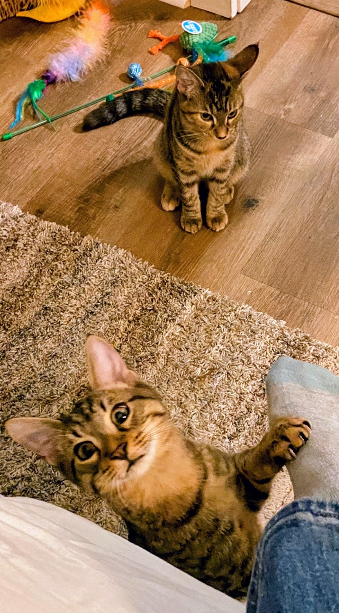 Enlarge RAVEN, MERLIN AND MURPHY, a Adopted mixed breed in Atlanta, GA image 5/6