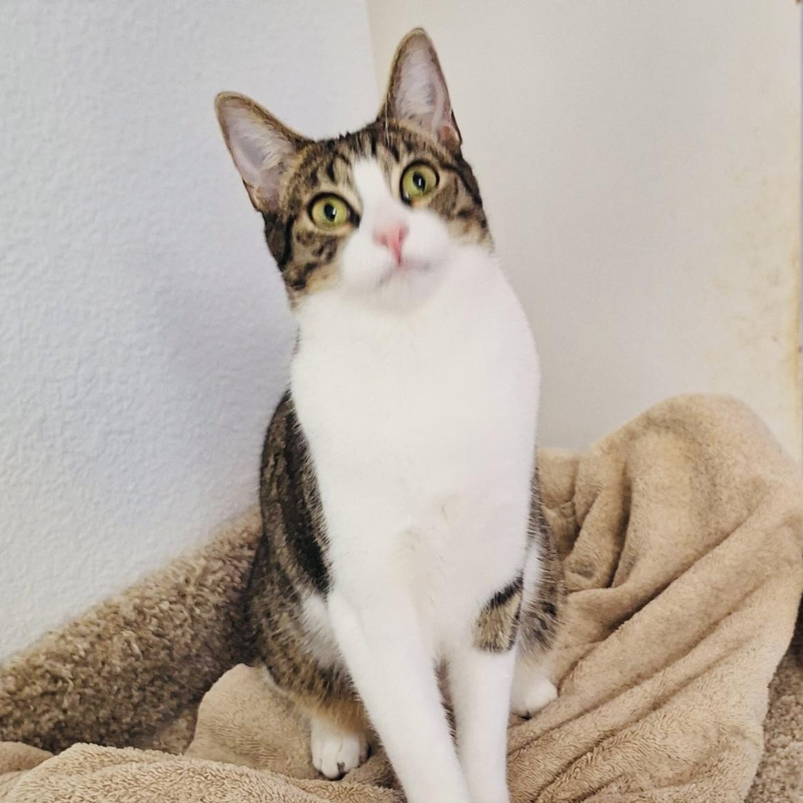 Macy, a Adoptable mixed breed in Sacramento, CA image 1/6