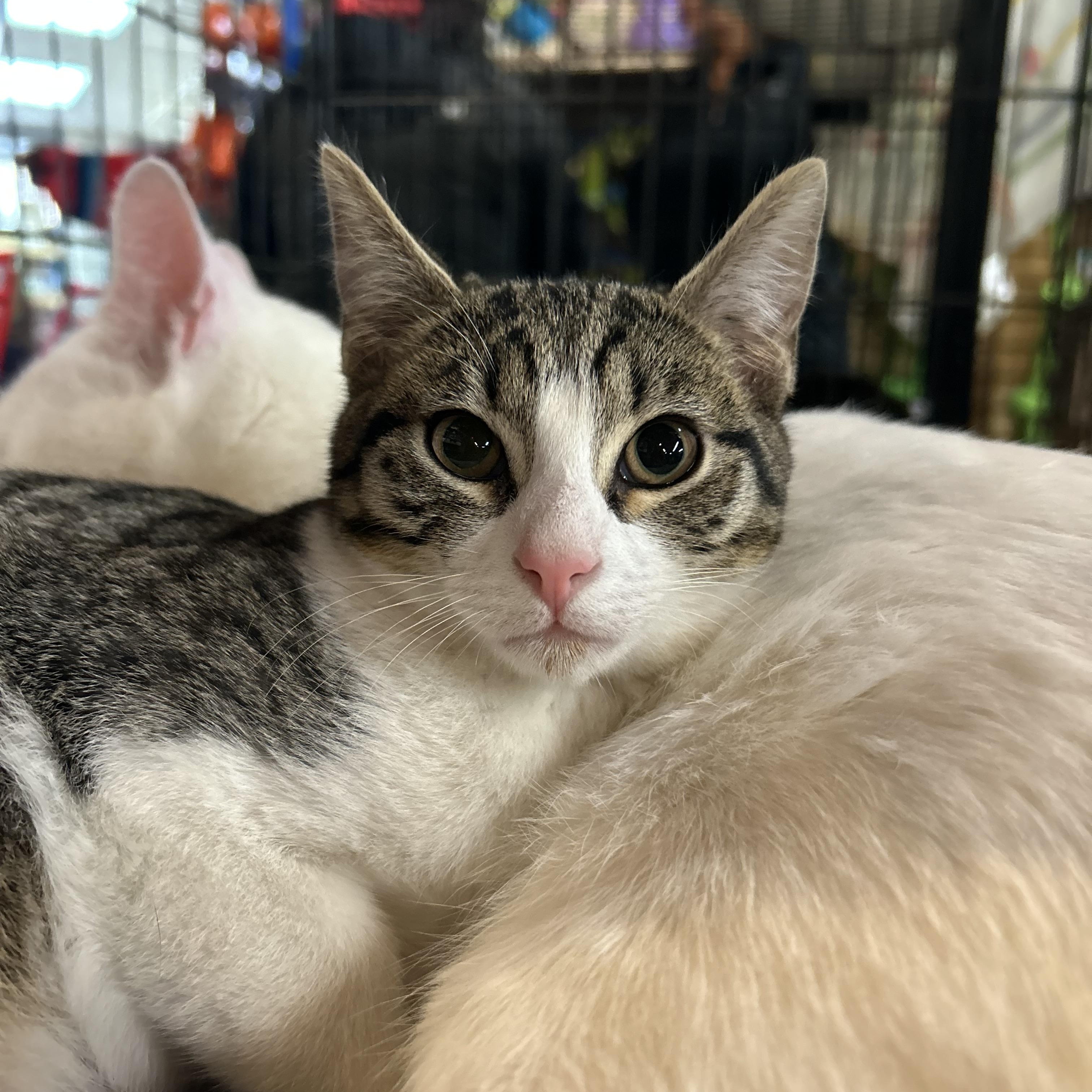 Macy, a Adoptable mixed breed in Sacramento, CA image 5/6