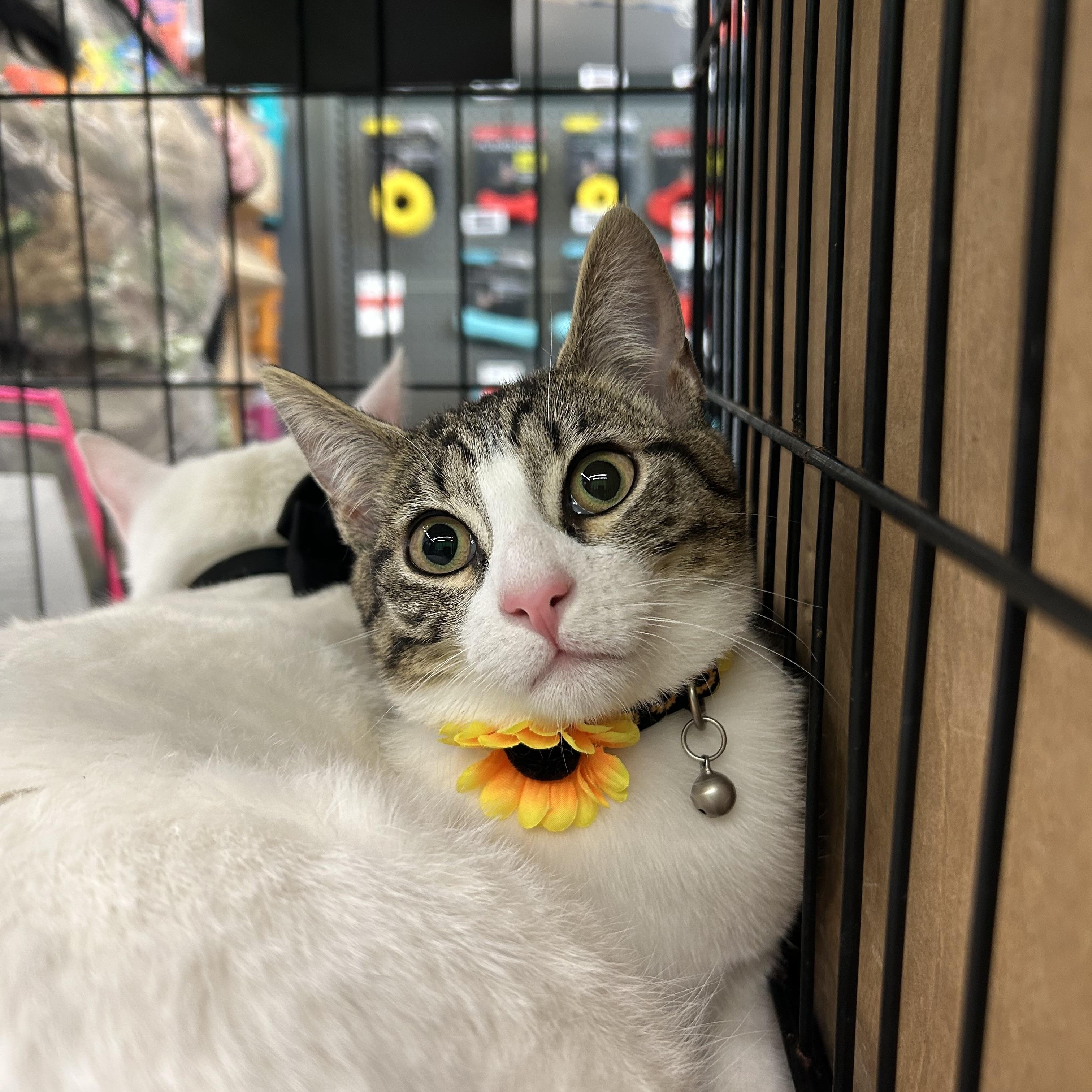 Macy, a Adoptable mixed breed in Sacramento, CA image 2/6