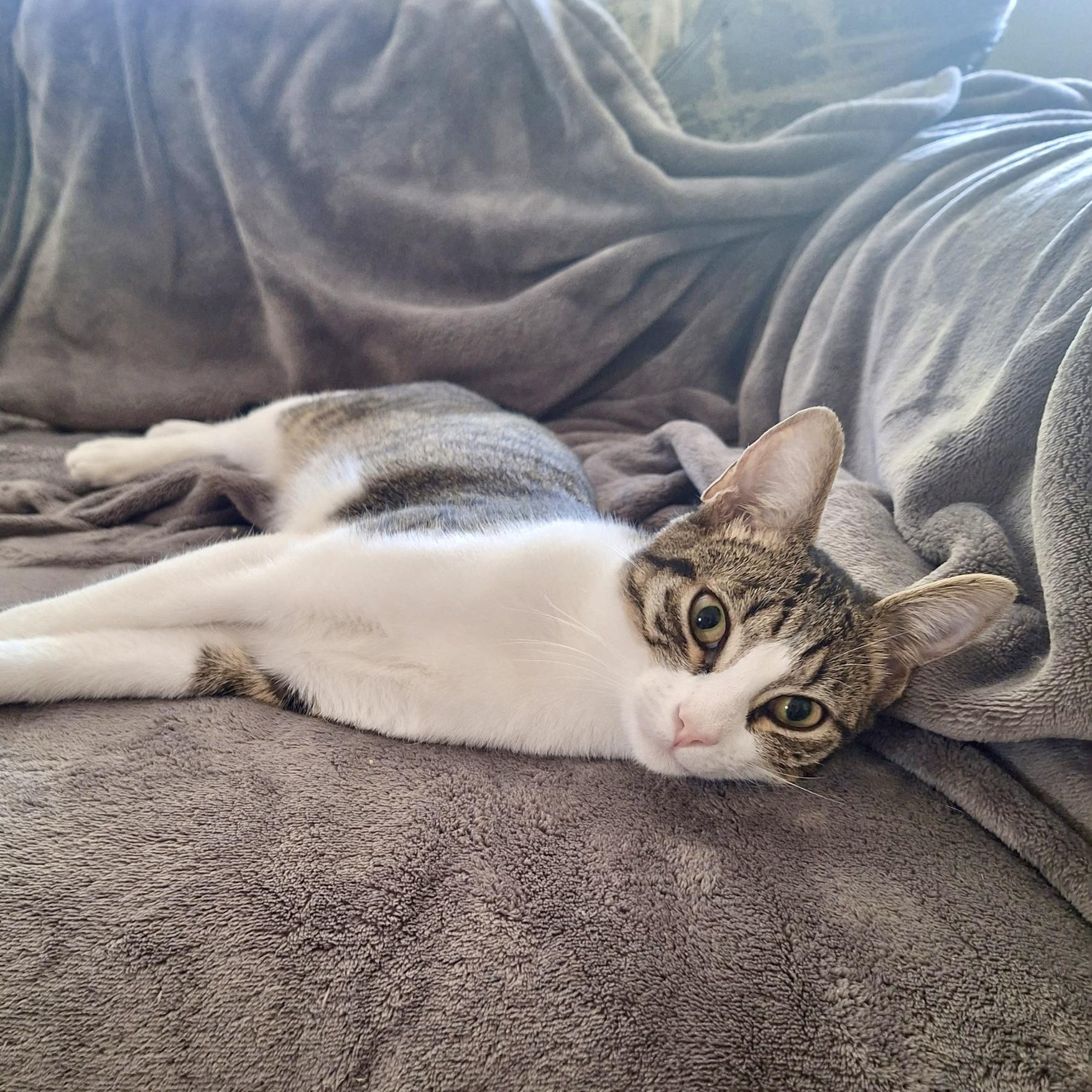 Macy and Phoenix, Young Female Domestic Short Hair