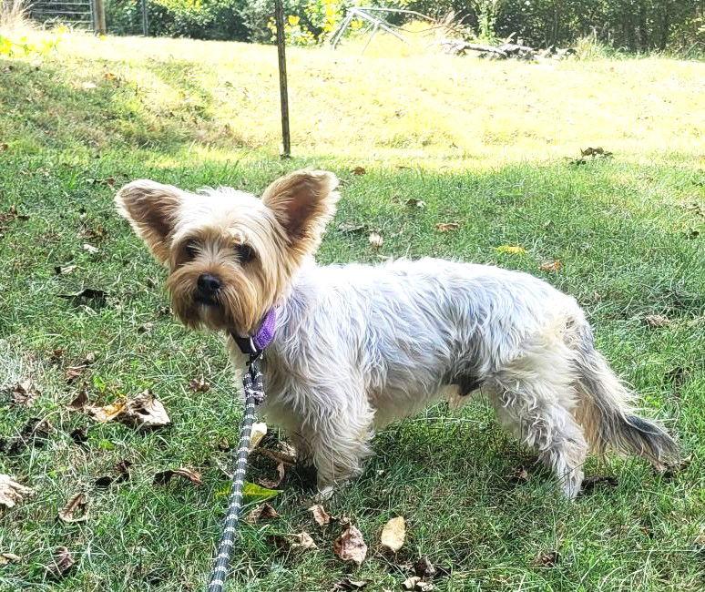 Meatball thumbnail 3