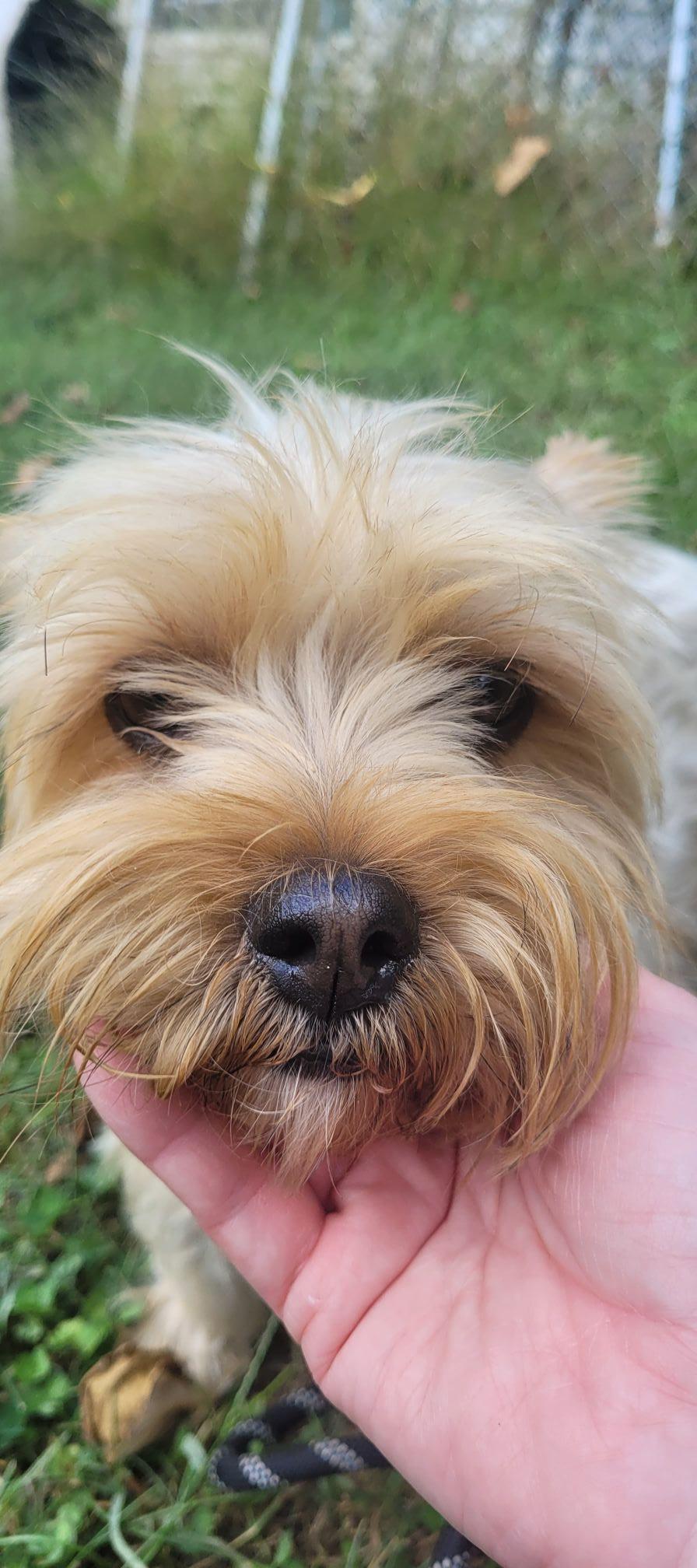 Meatball thumbnail 2