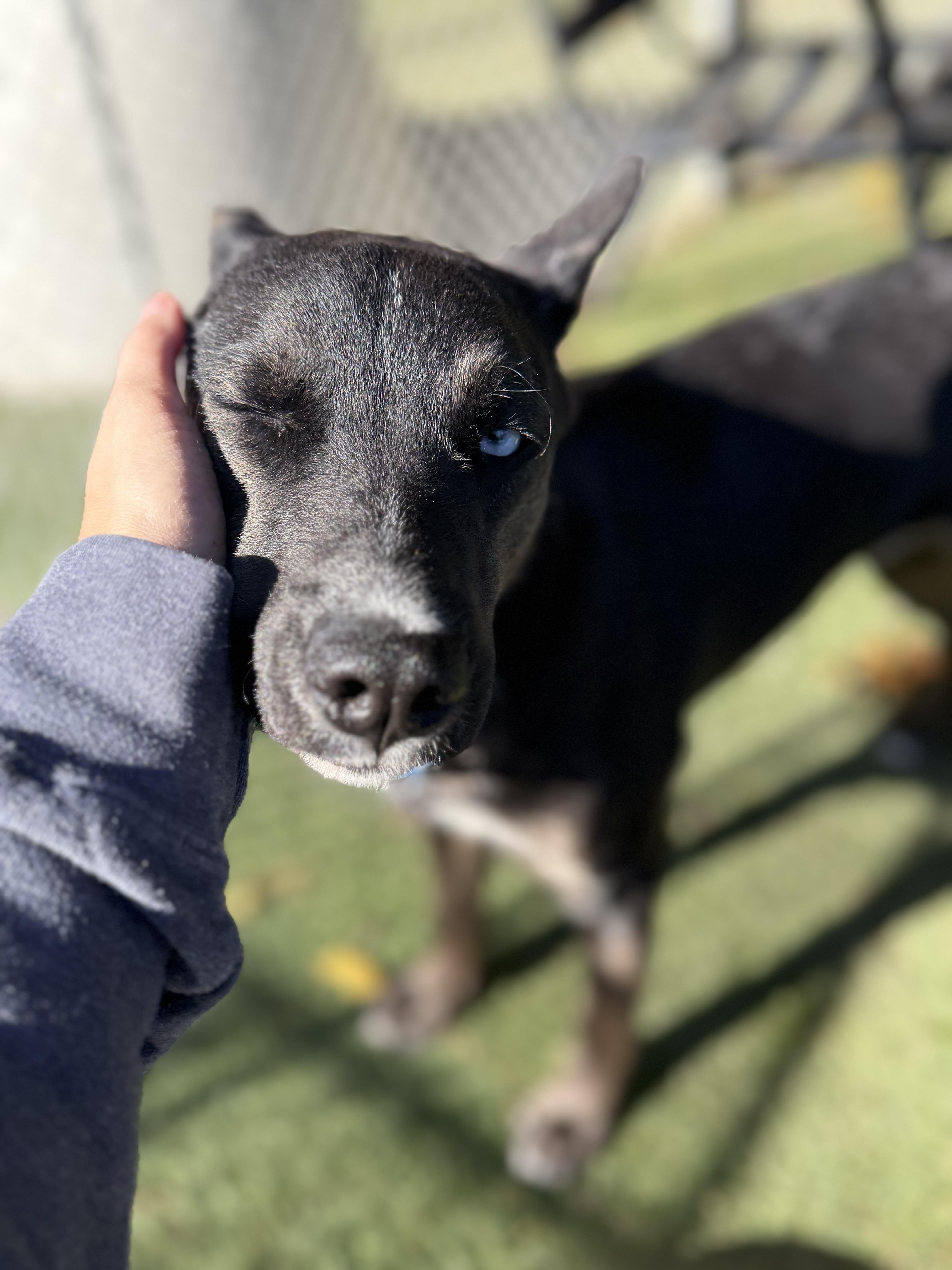 Ivy, a ADOPTABLE Mixed Breed in Sudbury, MA image 1/5