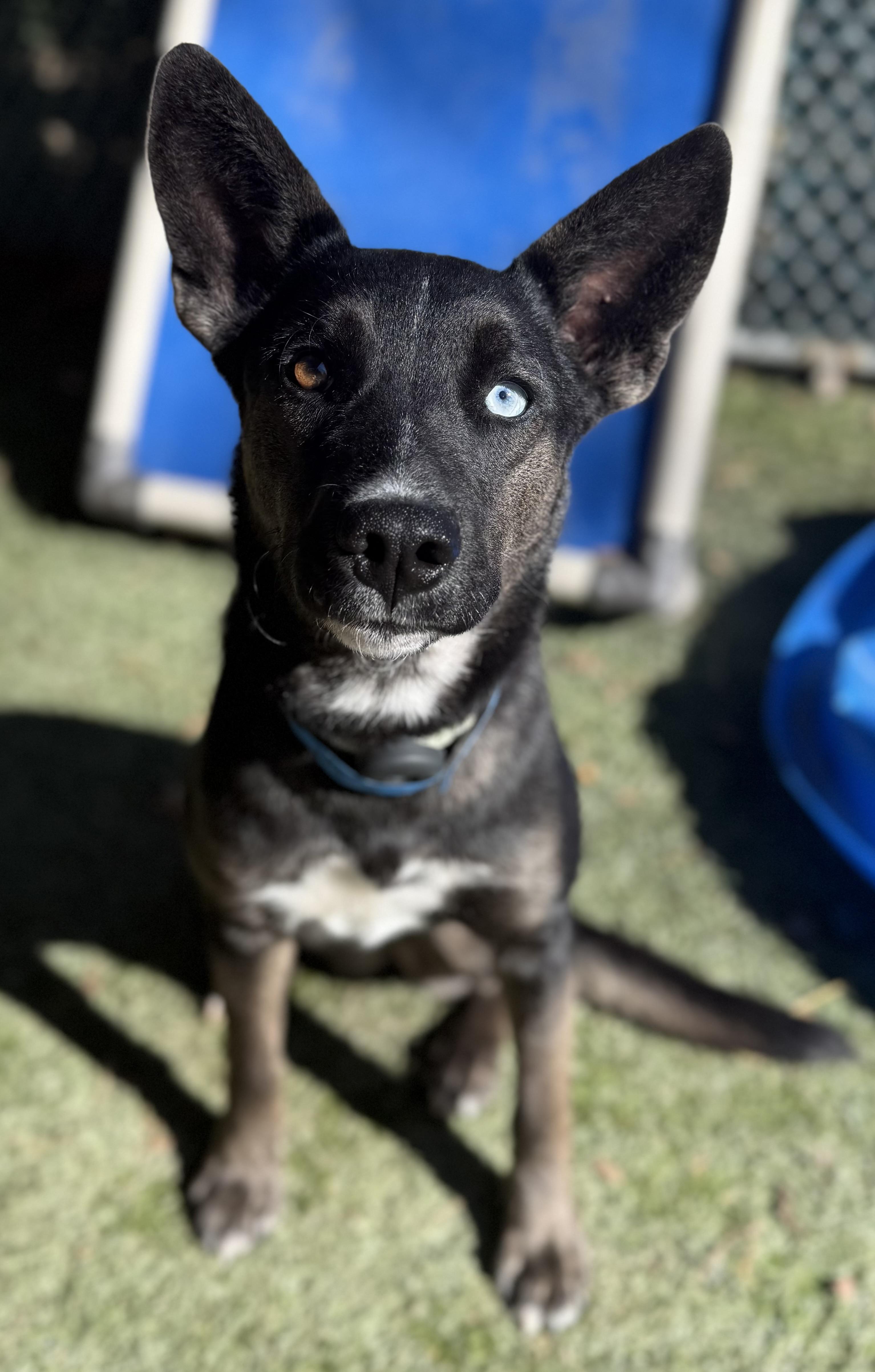 Ivy, a ADOPTABLE Mixed Breed in Sudbury, MA image 2/5