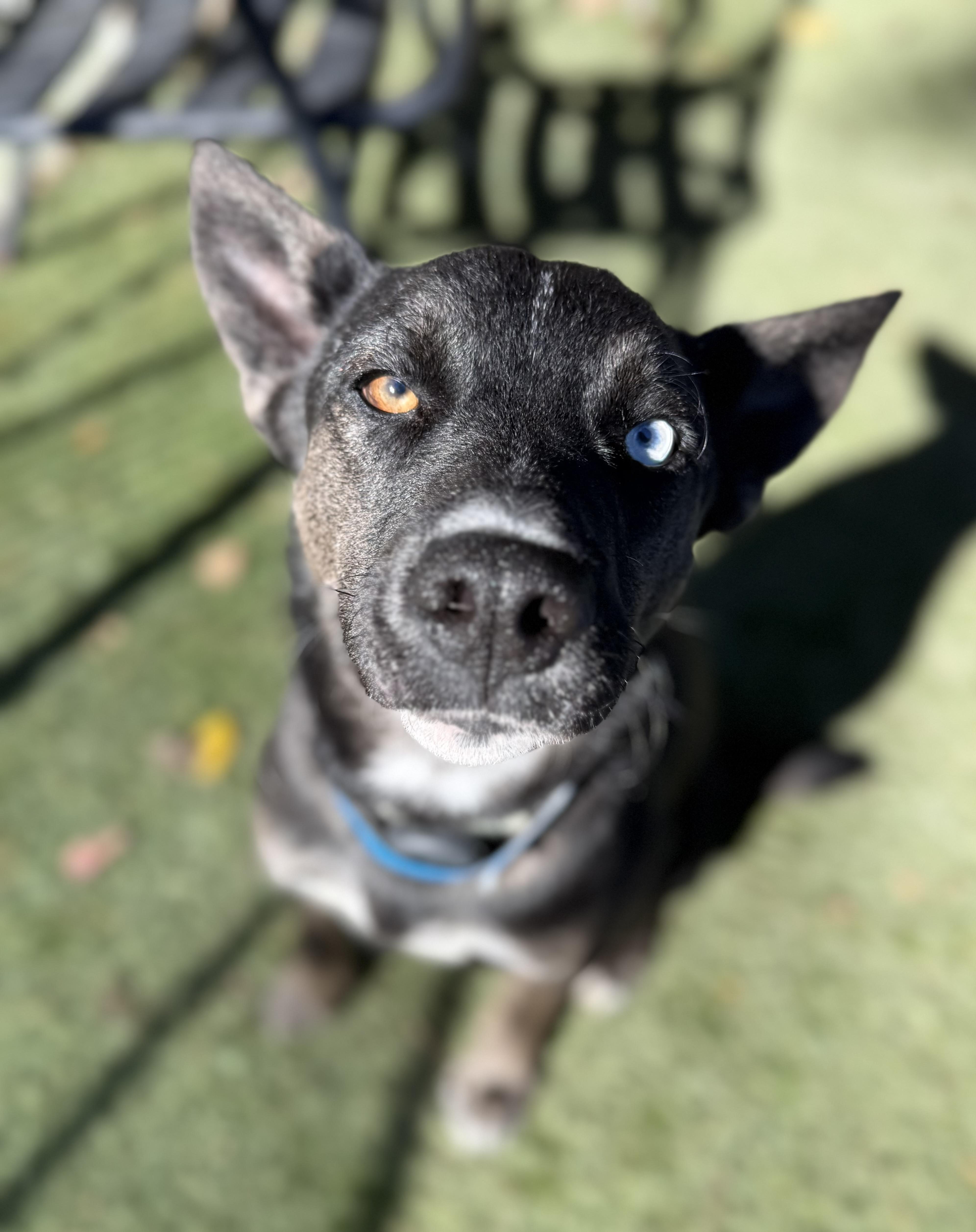 Ivy, a ADOPTABLE Mixed Breed in Sudbury, MA image 3/5