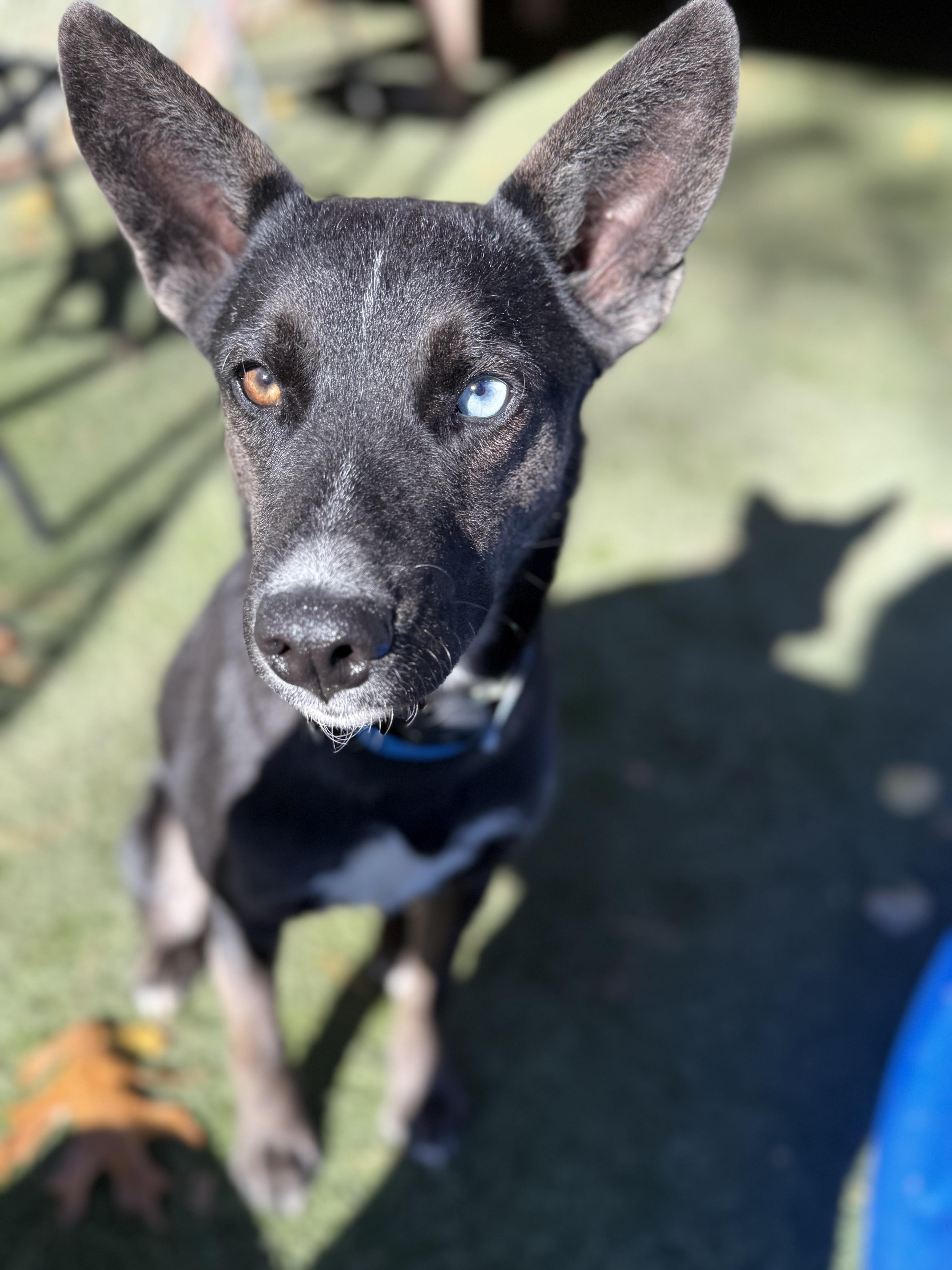 Ivy, a ADOPTABLE Mixed Breed in Sudbury, MA image 4/5