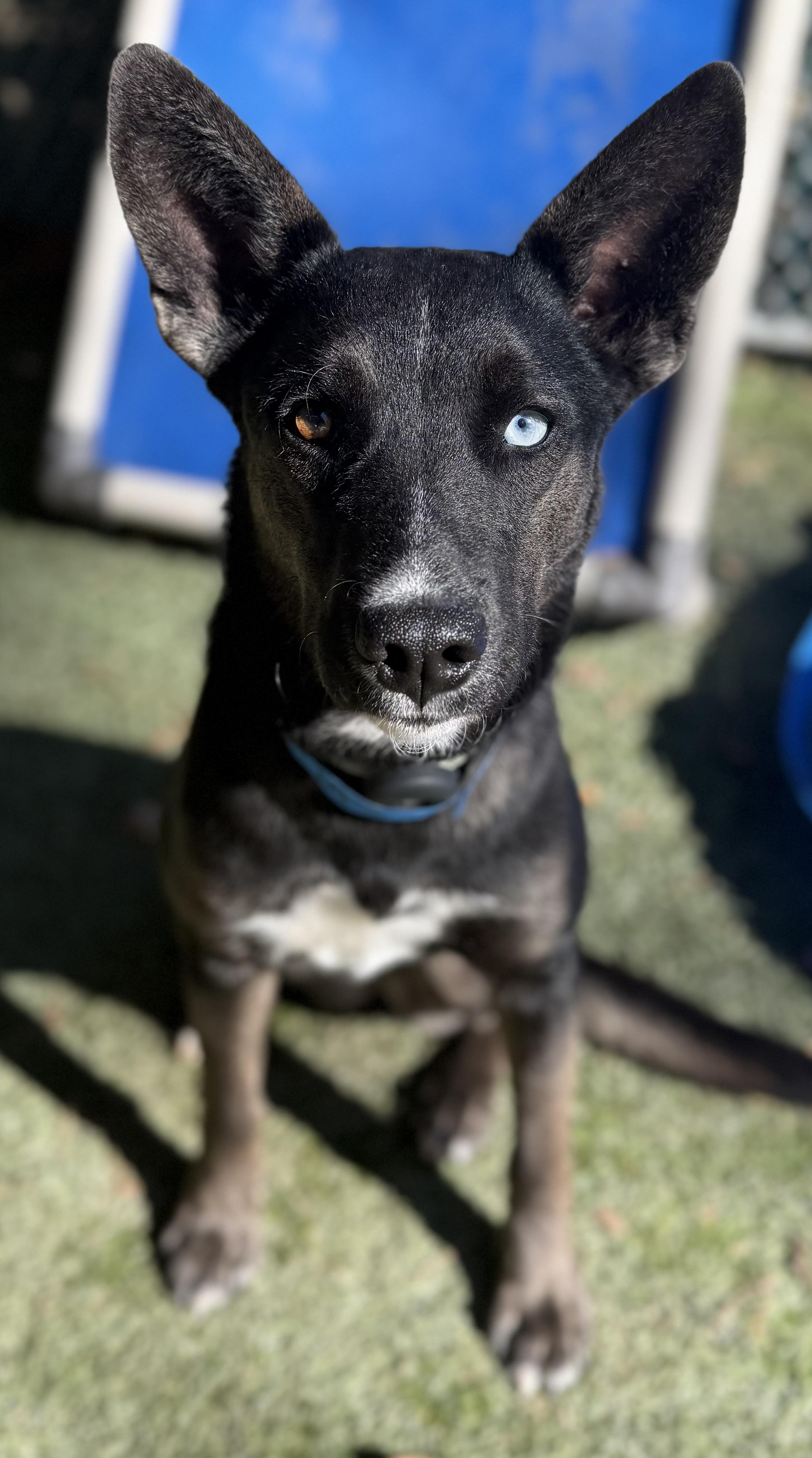 Ivy, a ADOPTABLE Mixed Breed in Sudbury, MA image 5/5