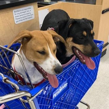 Enlarge *Courtesy Listing - Ozzo, a Adoptable Labrador Retriever in Tuscaloosa, AL image 1/6