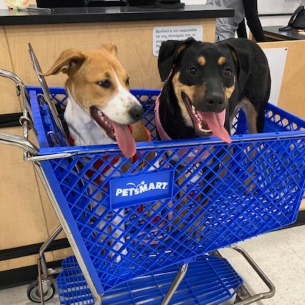 Enlarge *Courtesy Listing - Ozzo, a Adoptable Labrador Retriever in Tuscaloosa, AL image 3/6